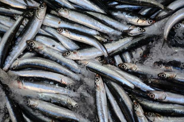 Kokie yra bonito žuvies pranašumai ir kuo ji naudinga? Kokias žuvis reikia vartoti kaip?