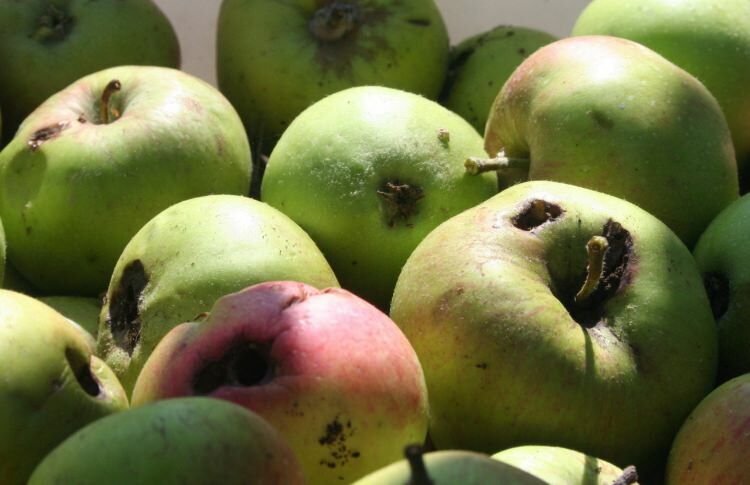 Kaip suprasti, kad vaisius yra sveikas?