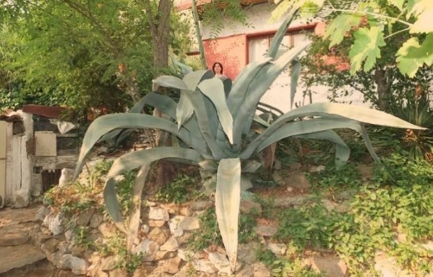 Tas augalas, kuris žydi 46 metus po pasodinimo!