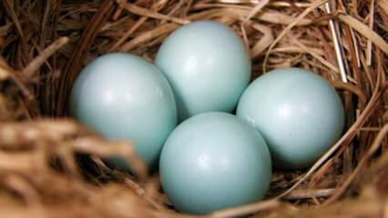 Kokie yra mėlynai žalio kiaušinio pranašumai?