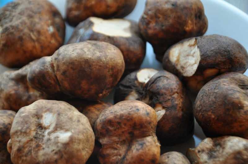 triufelių grybo vaizdas sumaišytas su bulvėmis