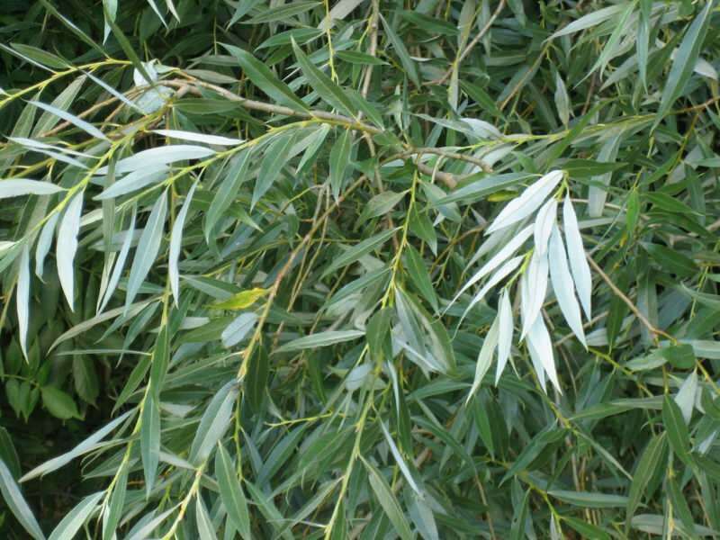 Baltų gluosnių medžių lapai taip pat yra vaistiniai