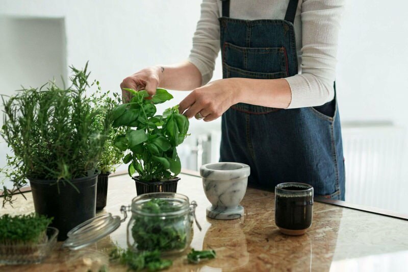 Kaip auginti augalą namuose? 5 pasiūlymai norintiems auginti augalus namuose savo priemonėmis