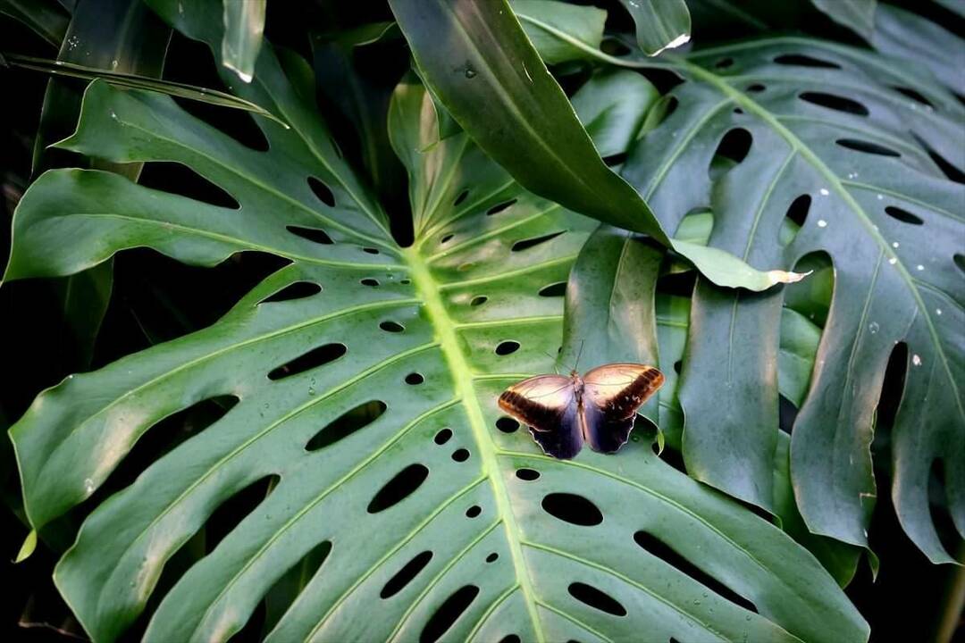 Didelis susidomėjimas Konya Tropical Butterfly Garden: 3 milijonai lankytojų per 8 metus