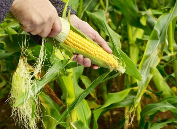 Kokie yra kukurūzų pranašumai? Ar geriate virtų kukurūzų sultis?