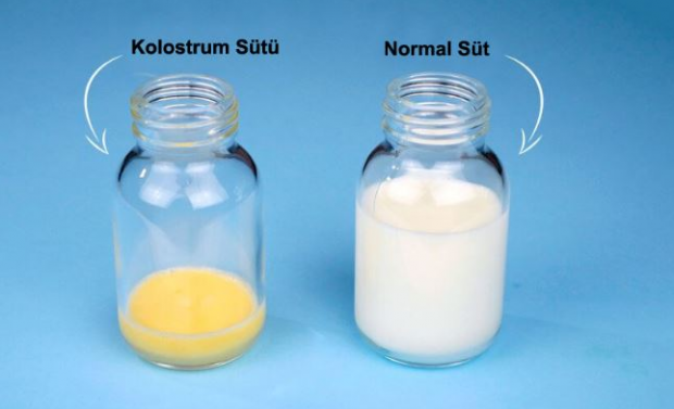 Kokia priešpienio pieno nauda kūdikiui? Skirtumai nuo motinos pieno