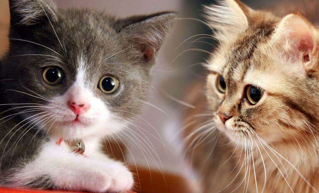 Ką veikia kačių ūsai? Ar katėms nukirpti ūsai?