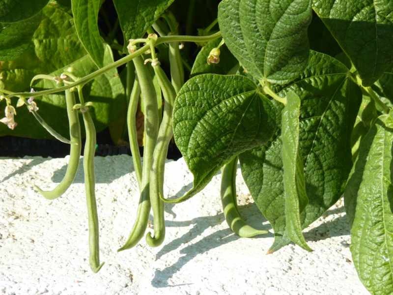 Kaip auginti šparagines pupeles? Pupelių auginimo būdai dirvoje