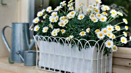 Daisy priežiūra gėlių vazonuose