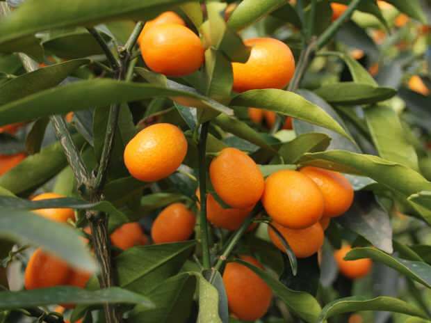 taip pat auginamas kumquat