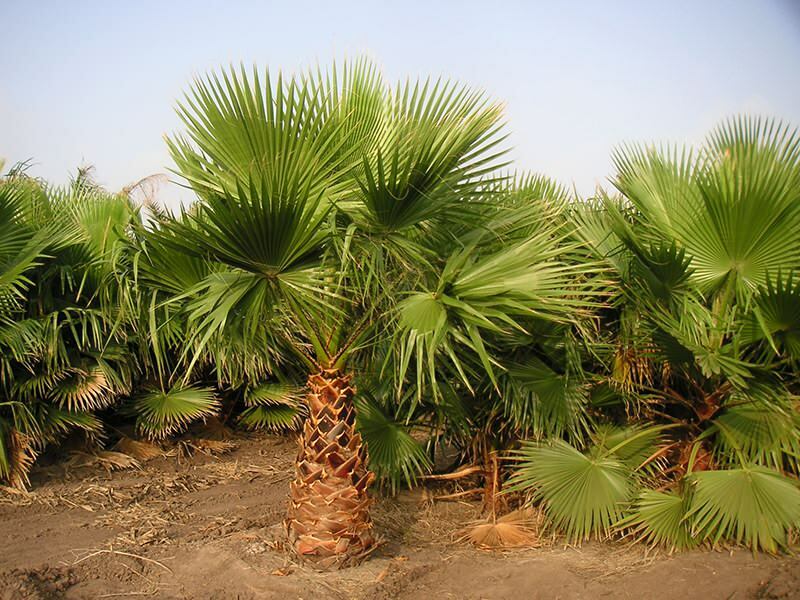 Kas yra palmė? Palmės ypatybės
