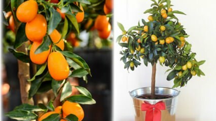 Kaip užauginti kumquatą gėlių vazone? Kumquat priežiūra namuose