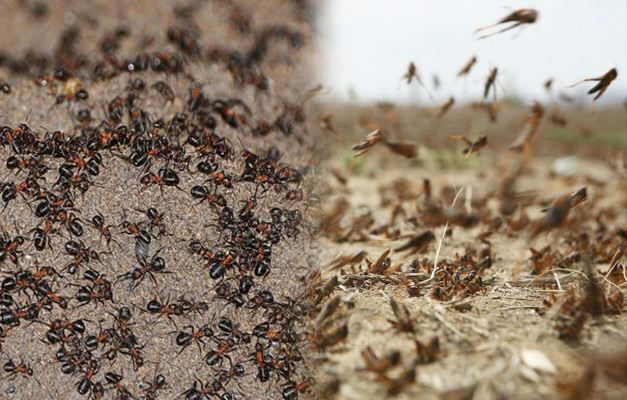 Kur yra skruzdžių invazija? Skruzdėlių užkrėtimas po žalčių užkrėtimo
