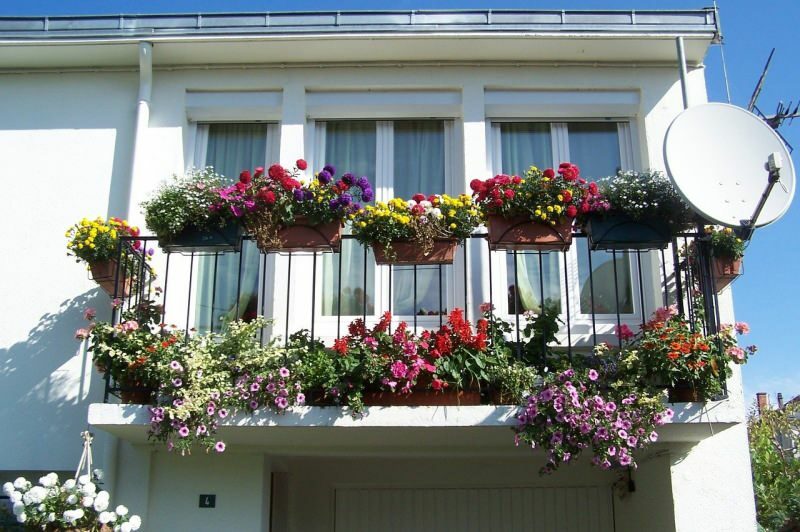 Pasiūlymai balkono dekoravimui pavasario mėnesiams! Pavasario lokio gėlių vardai