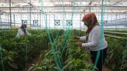 Vietinė ir nacionalinė TIGEM sėklų produkcija su moterų galia