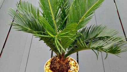 Kaip auginti palmę?