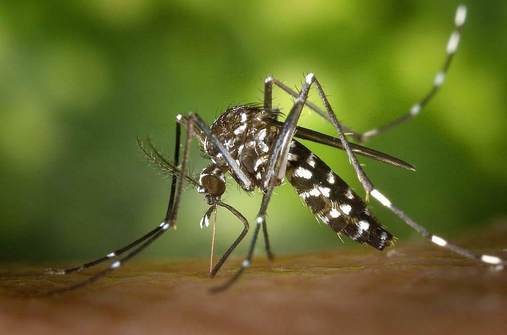 Aedes uodas
