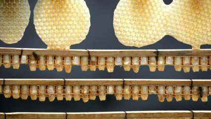 Kuo naudinga bičių pienelis? Bičių pienelio naudojimas! Štai stebuklas stiprina imunitetą ...